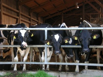 Kühe sind von Natur aus neugierig